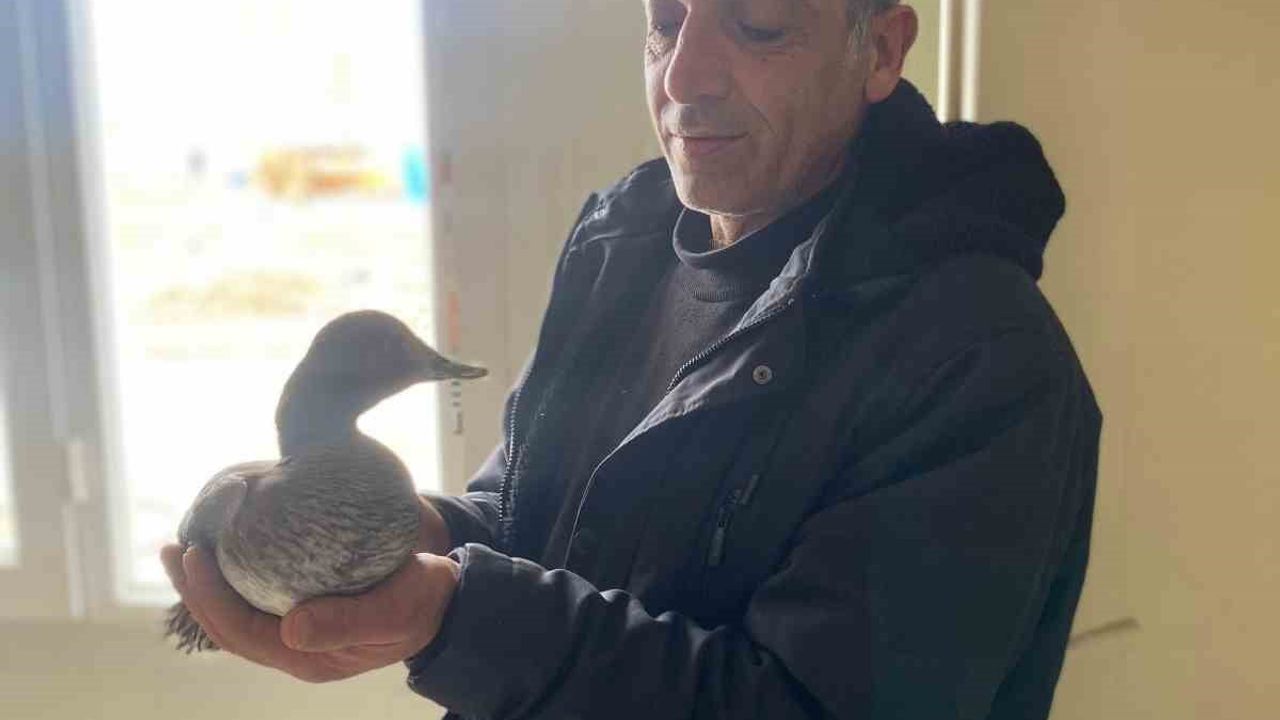 Çatalzeytin'de şantiyede yaralı yabani ördek iki gün beslendikten sonra Doğa Koruma'ya teslim edildi