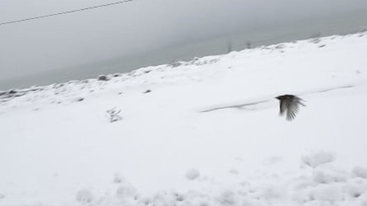 Çatalzeytin'de yol kenarında donmak üzere bulunan kuş, sürücü tarafından ısıtılarak doğaya bırakıldı