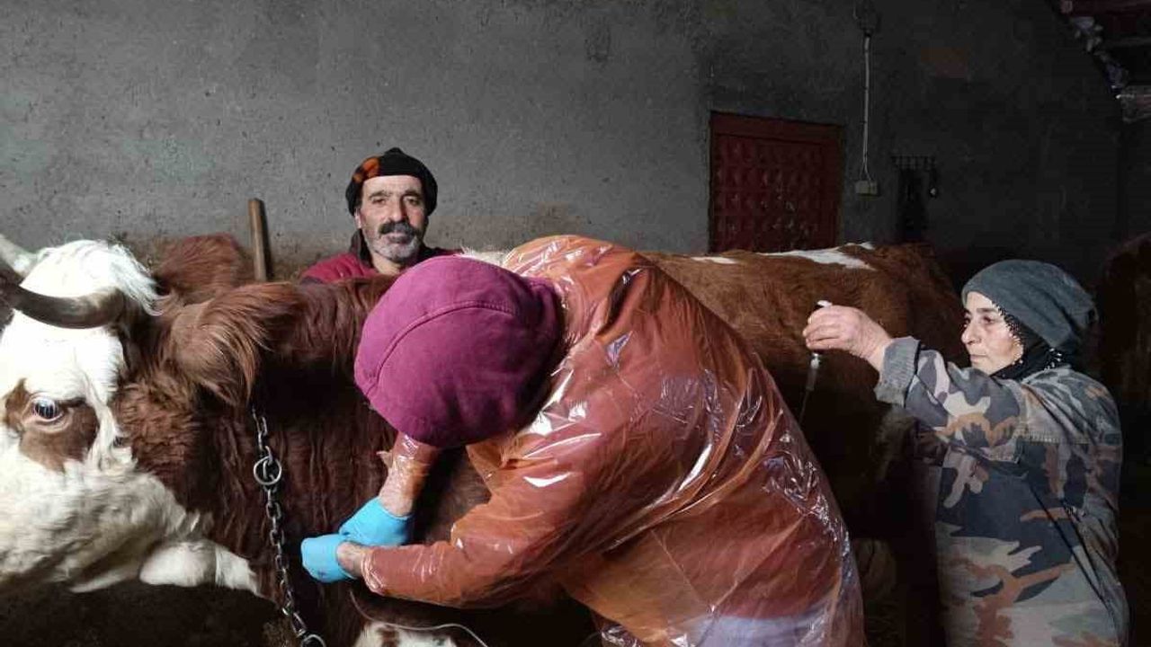 Çemişgezek’te kar nedeniyle kapanan Anıl Köyü yolu açıldı, veteriner hasta ineğe müdahale etti