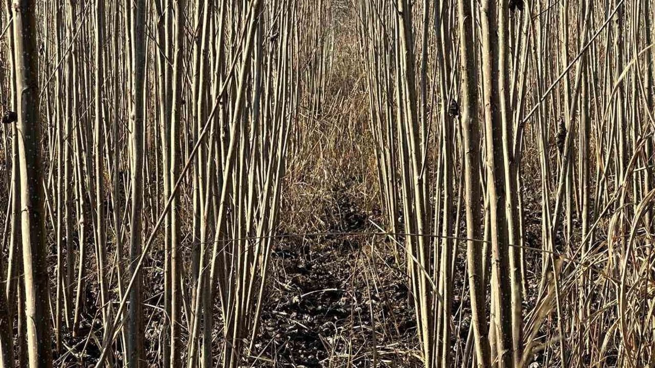 Cerrah: Türkiye ve bölge bahçelerinde yıllık milyonlarca çöğür ve fidanın kaynağı