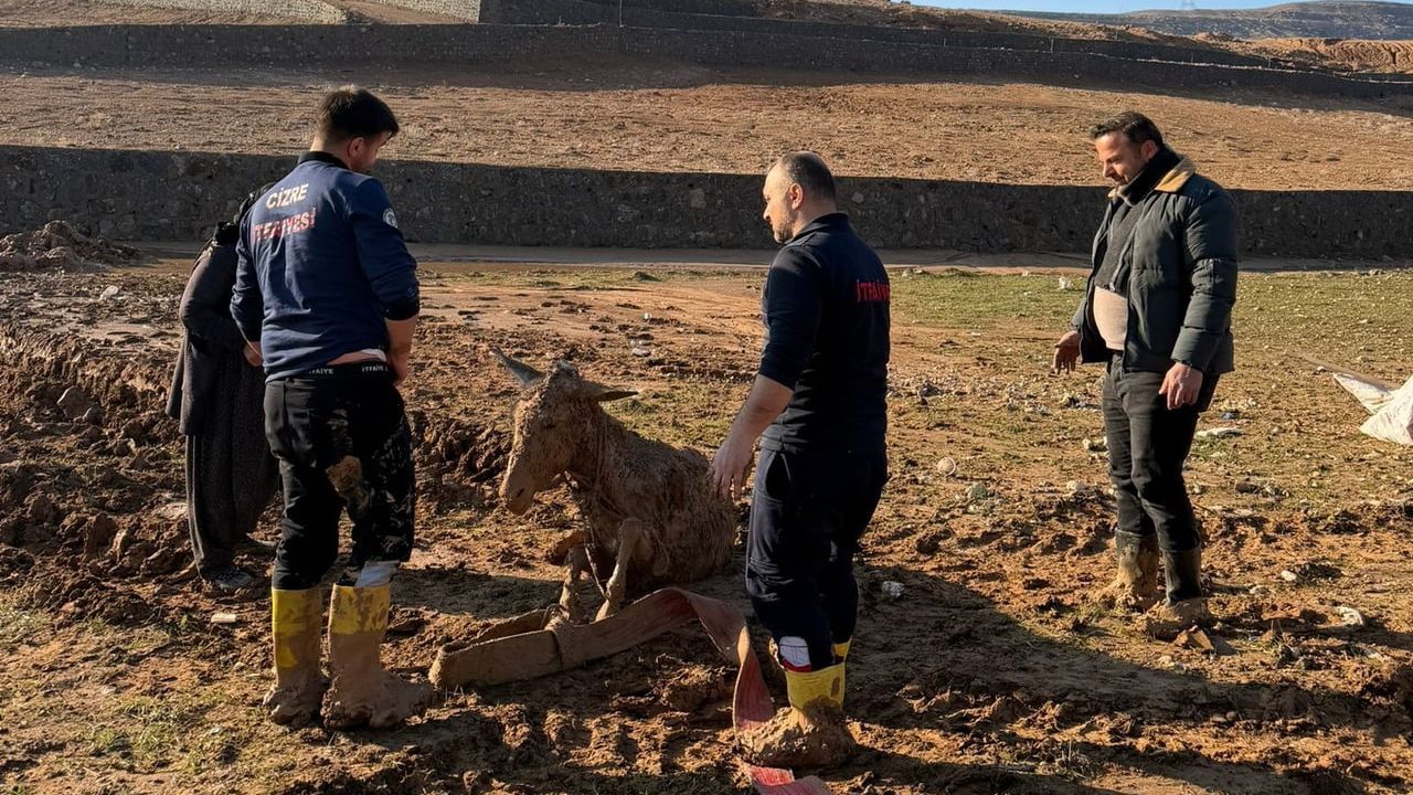 Cizre'de Bataklığa Saplanan İki Eşek İtfaiye Tarafından Kurtarıldı