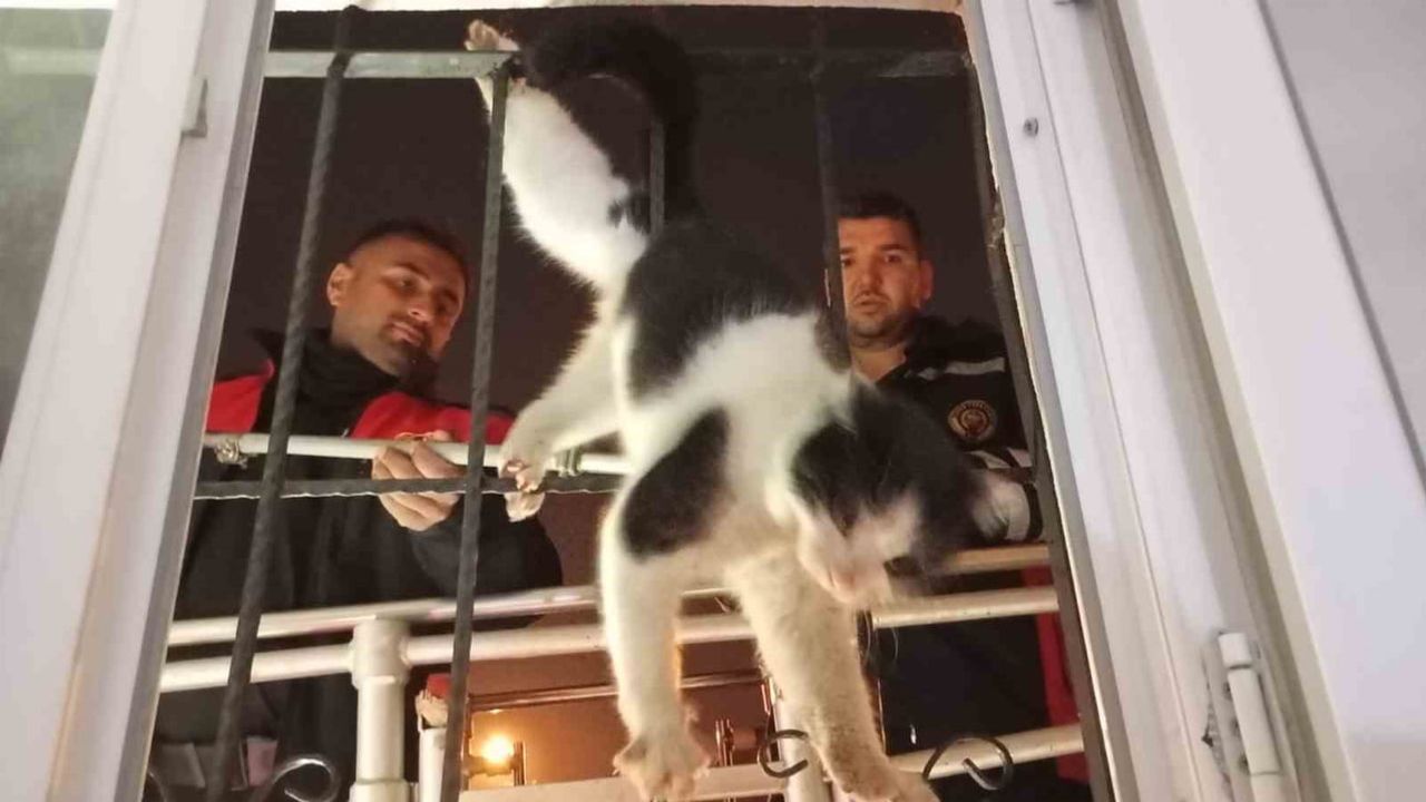 Cizre'de damdan düşen kedi demir korkuluklara sıkıştı; itfaiye kurtardı