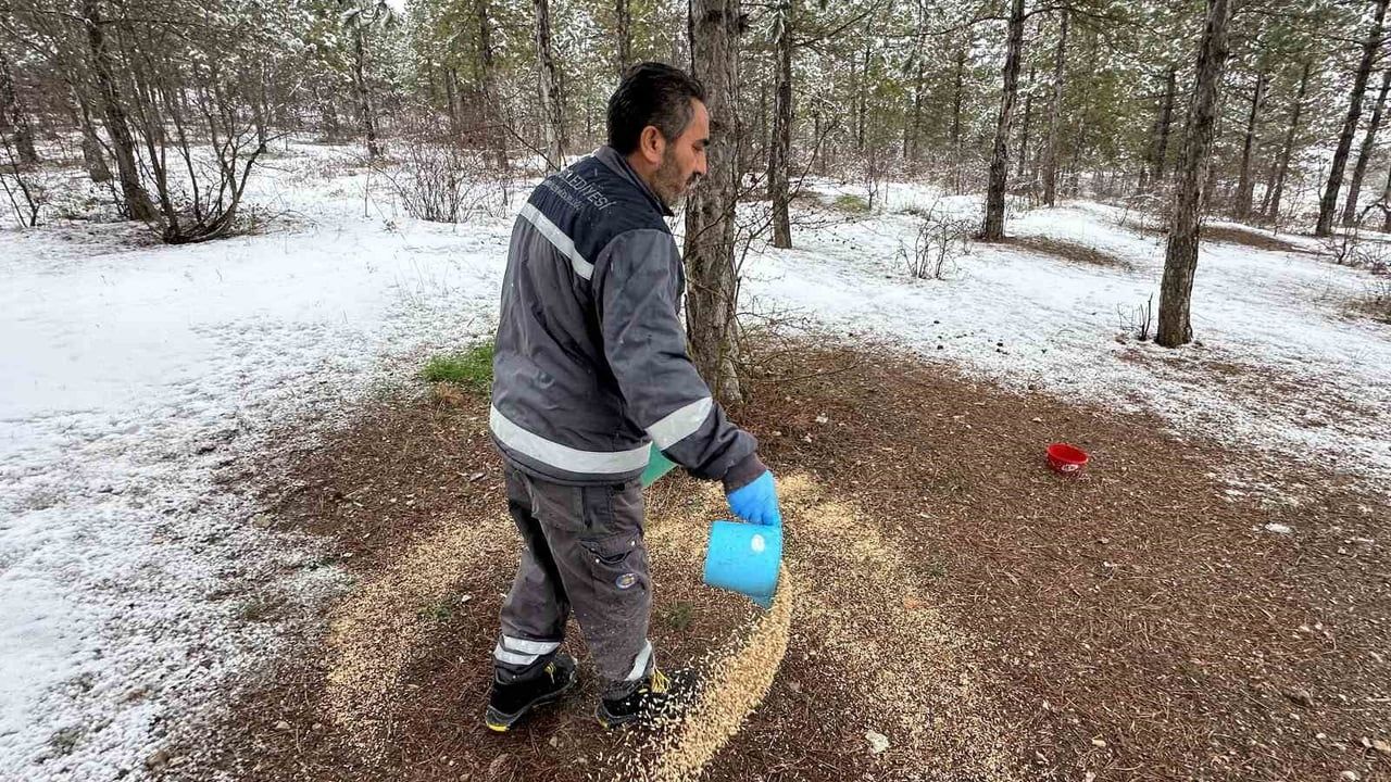 Çorum Belediyesi, kırsal alanlarda yaban hayvanları için yemleme çalışması gerçekleştirdi