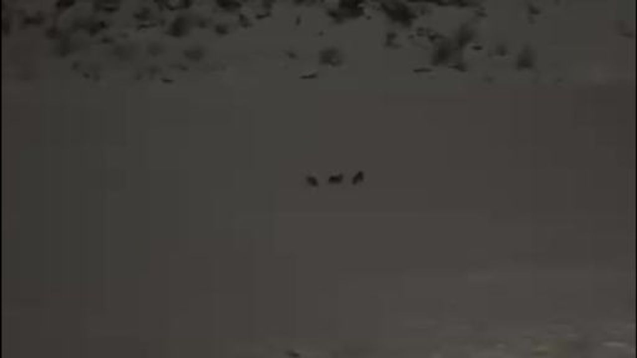 Çukurca çöplük alanında sürü halinde kurtlar kayda alındı