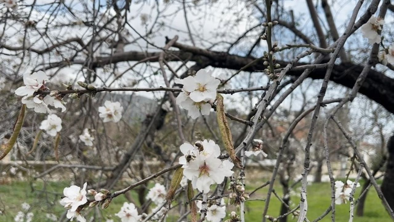 Datça’da badem ağaçları erken çiçek açtı