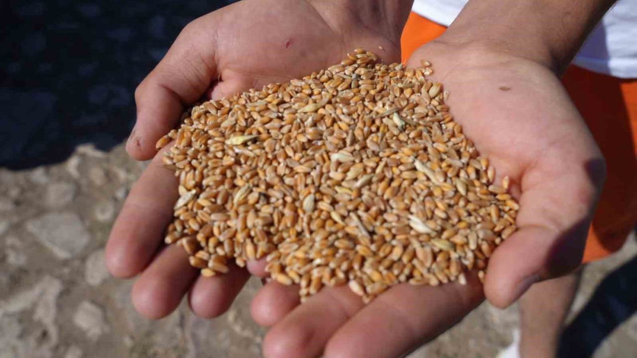 Demirözü Belediyesi çiftçilere yüzde 100 hibeli üretim desteği sağlayacak