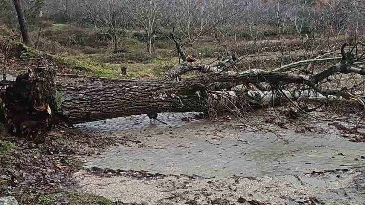 Denizli Buldan'da asırlık kavak ağacı fırtınada devrildi