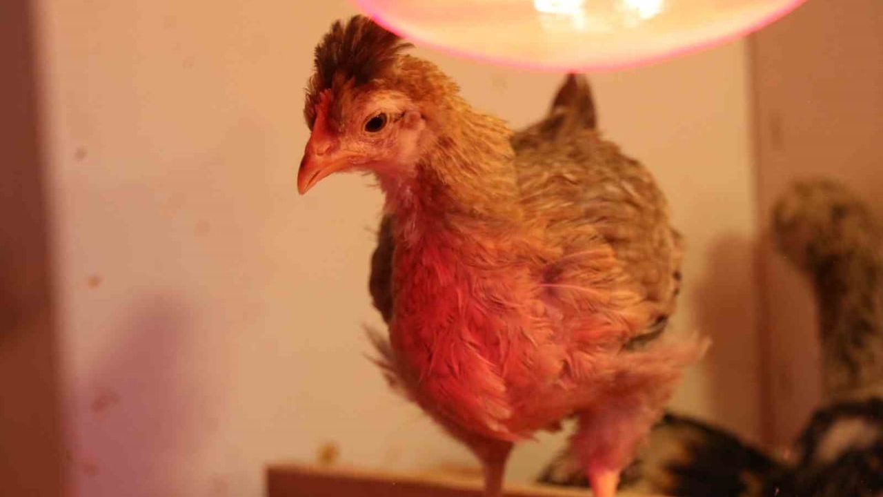 Denizli'de mermer atölyesini kuluçkahaneye çeviren işçi: egzotik tavuk yetiştiriciliği