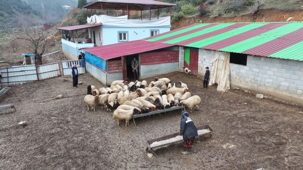 Depremzede Besici Kadir Aslan, Devlet Desteğiyle Hayvancılığa Yeniden Başladı