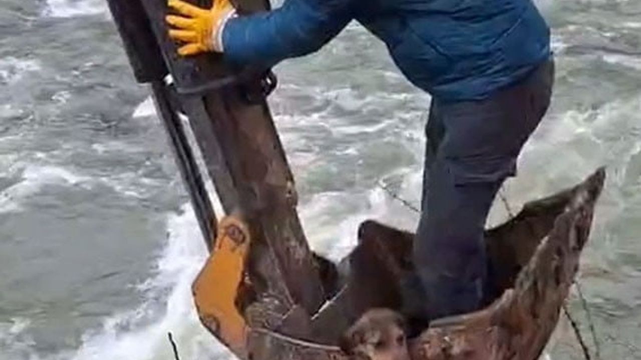Dereli'de Aksu Deresi'nde mahsur kalan köpek belediye ekiplerince kurtarıldı