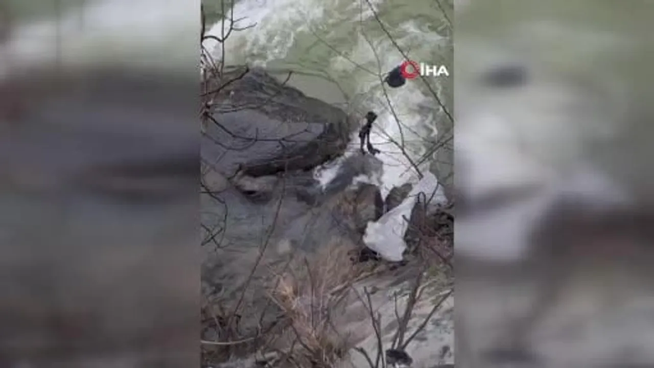 Dereli'de Aksu Deresi'nde Mahsur Kalan Köpek Belediyenin Müdahalesiyle Kurtarıldı