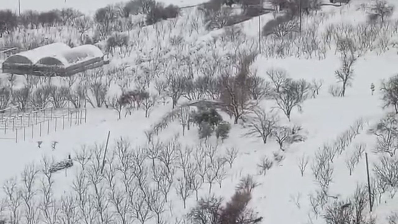 Diyarbakır Çermik'te aç kalan kurt sürüsü yerleşim yerine indi