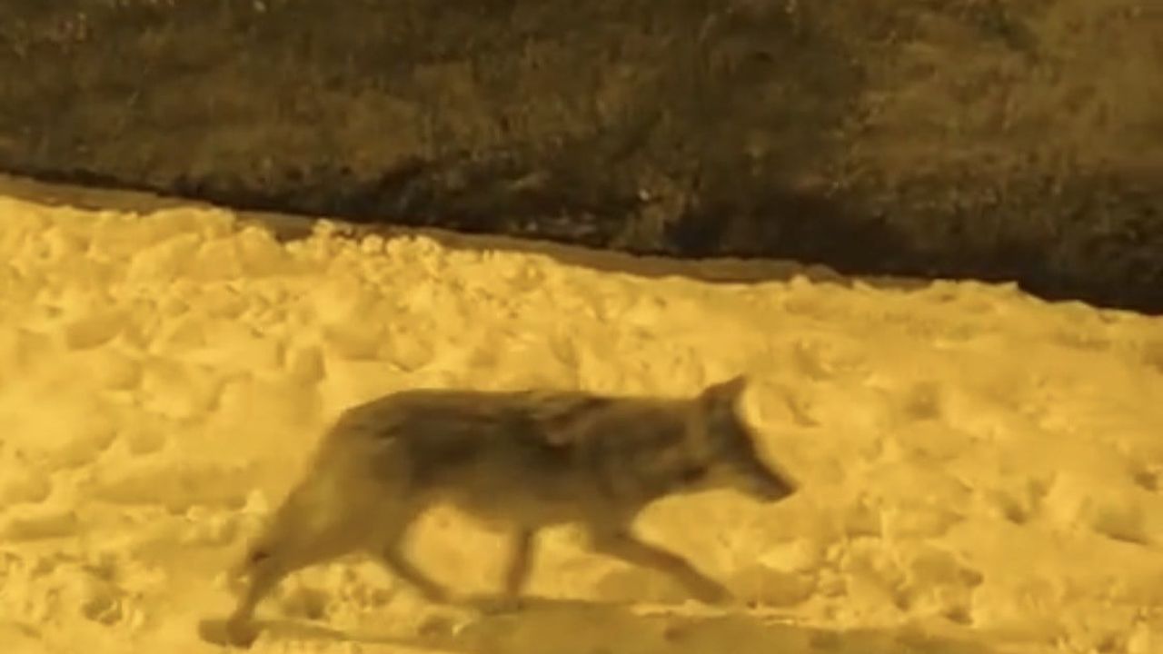 Diyarbakır Çermik’te aç kalan kurtların şehir merkezine kadar inmesi