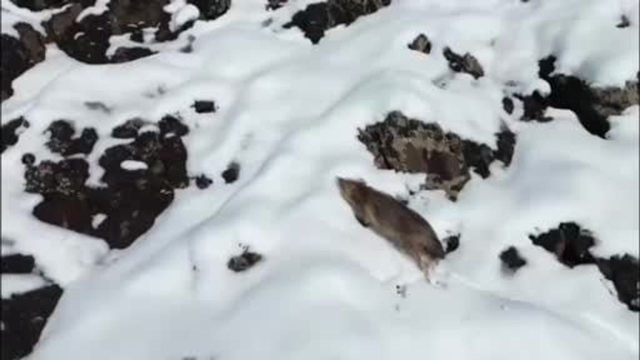 Diyarbakır Çermik'te karlı dağlık alanda yiyecek arayan kurt dronla görüntülendi