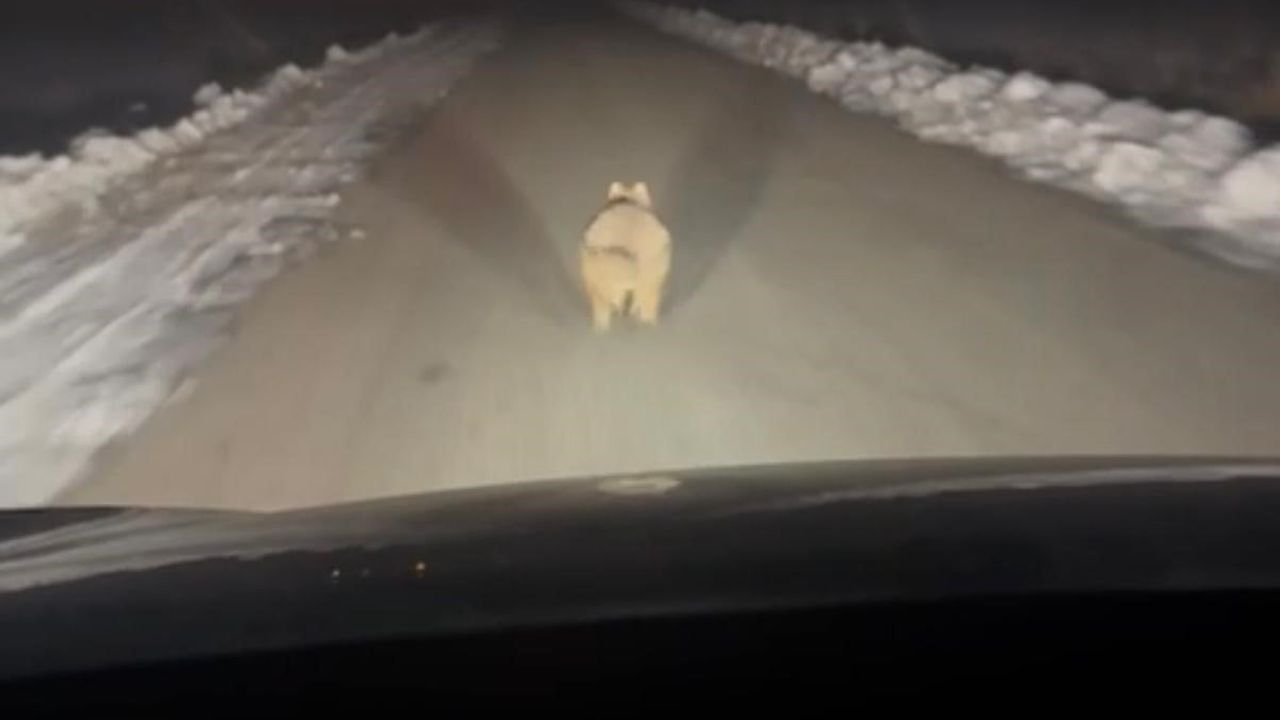 Diyarbakır Çınar'da mahalleye inen kurt aracın önünde kilometrelerce ilerledi