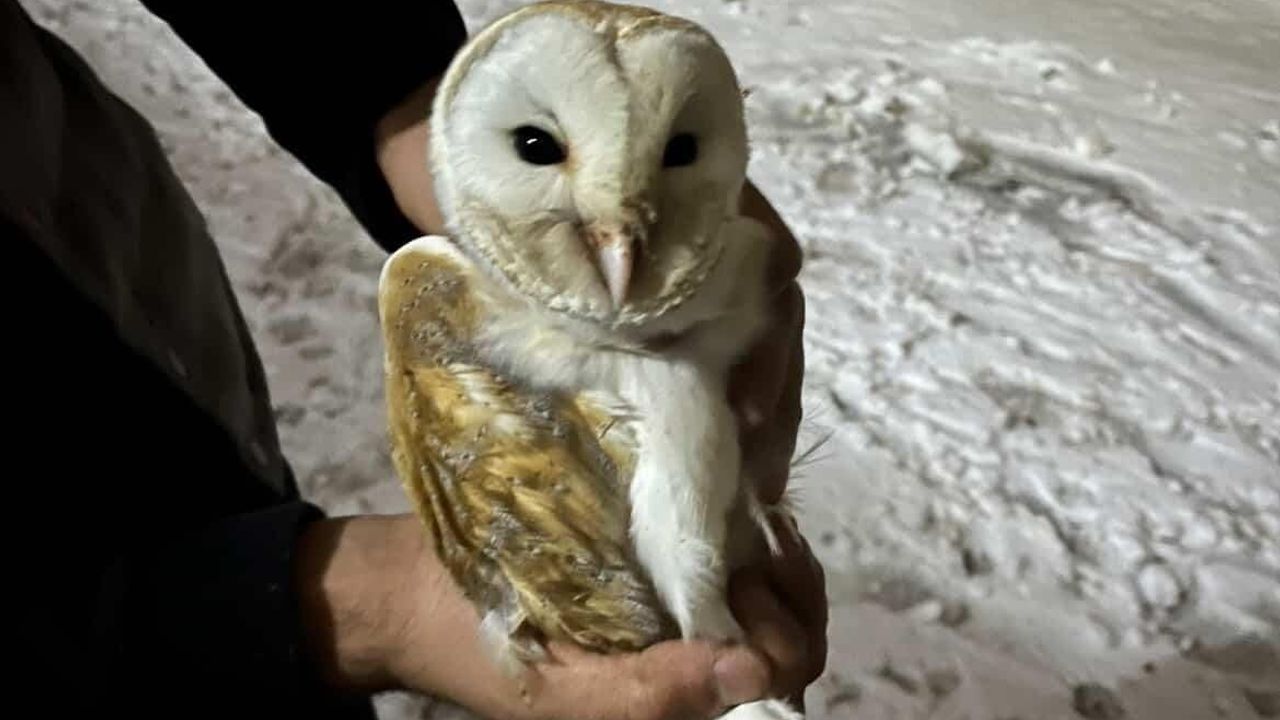 Diyarbakır Çınar'da Peçeli Baykuş Soğuktan Kaçıp Ahıra Sığındı