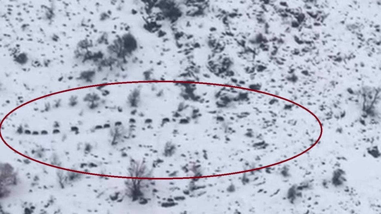 Diyarbakır Çüngüş’te Elmadere Mahallesi’nde sürü halinde domuzlar görüntülendi