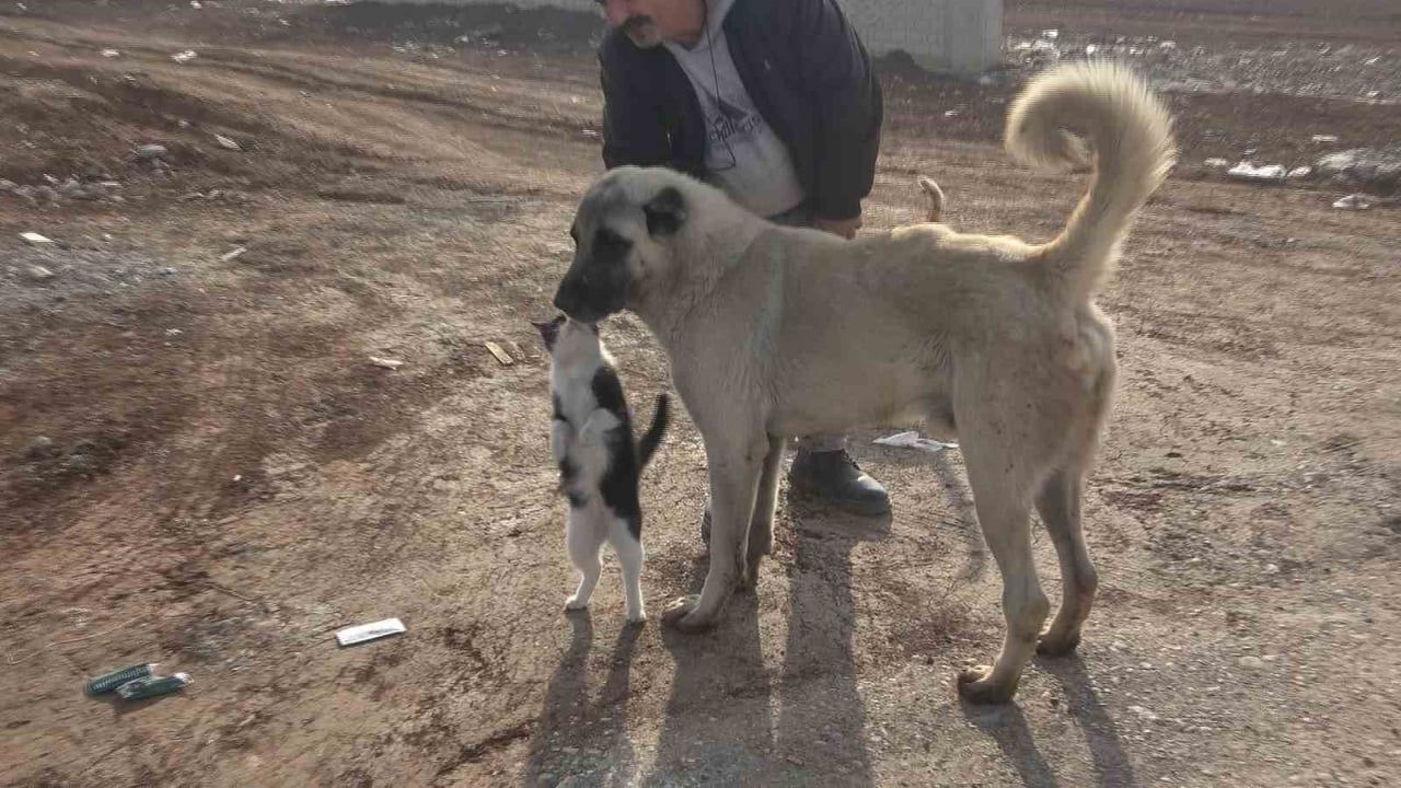 Diyarbakır’da 10 yıldır sokak hayvanlarına umut olan Muhammet Bahattin Doğru