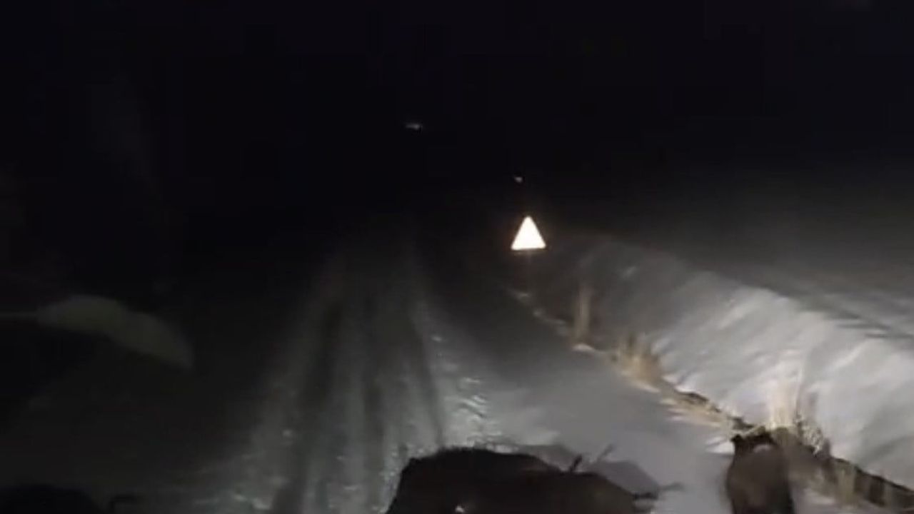 Diyarbakır'da kış şartları nedeniyle kurt ve domuz sürüleri yerleşim alanlarına indi