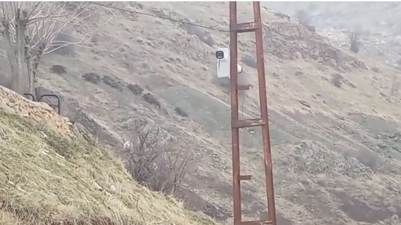 Diyarbakır'ın Çermik ilçesinde aç domuz sürüsü yerleşim yerine indi