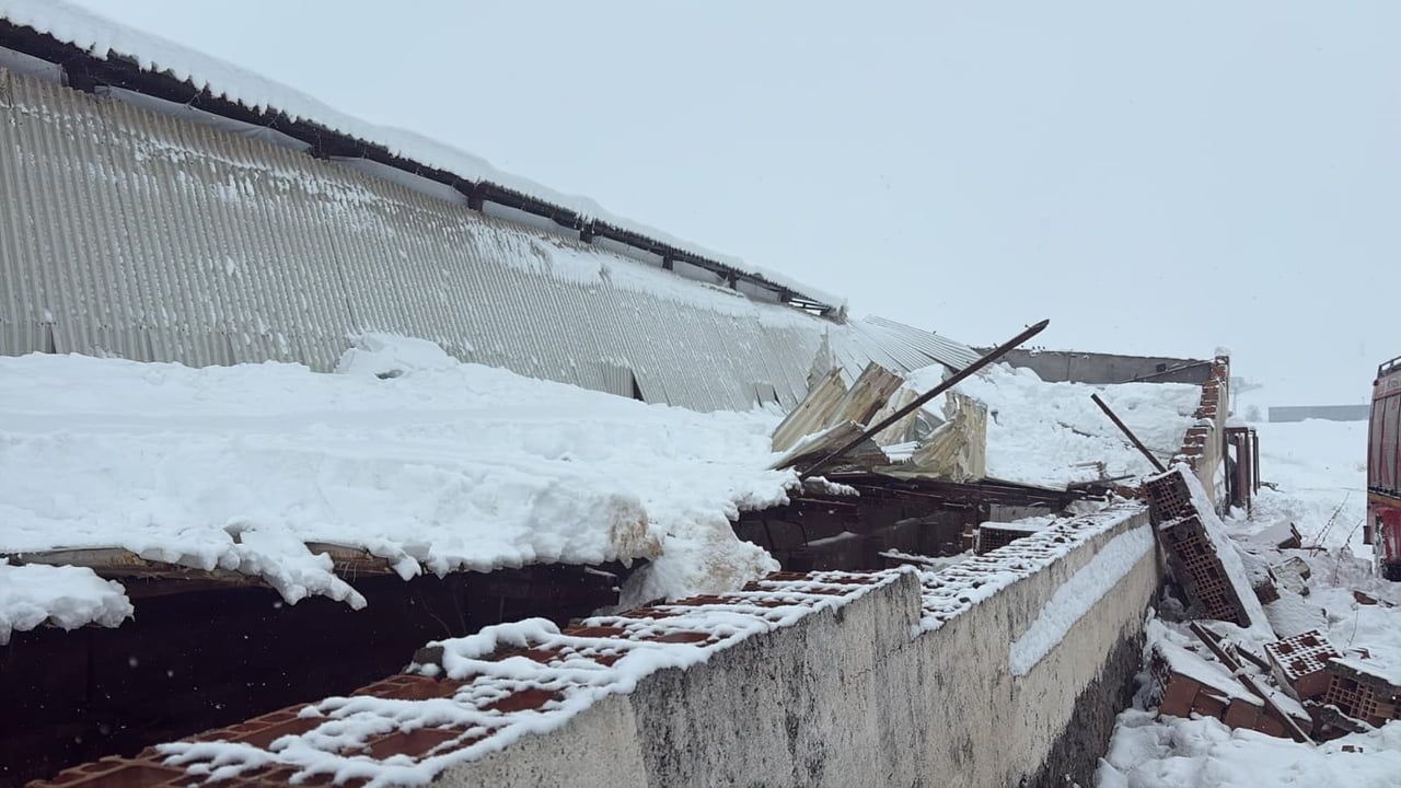 Diyarbakır Sur'da ahır çatı çökmesi: 11 büyükbaş hayvan telef oldu