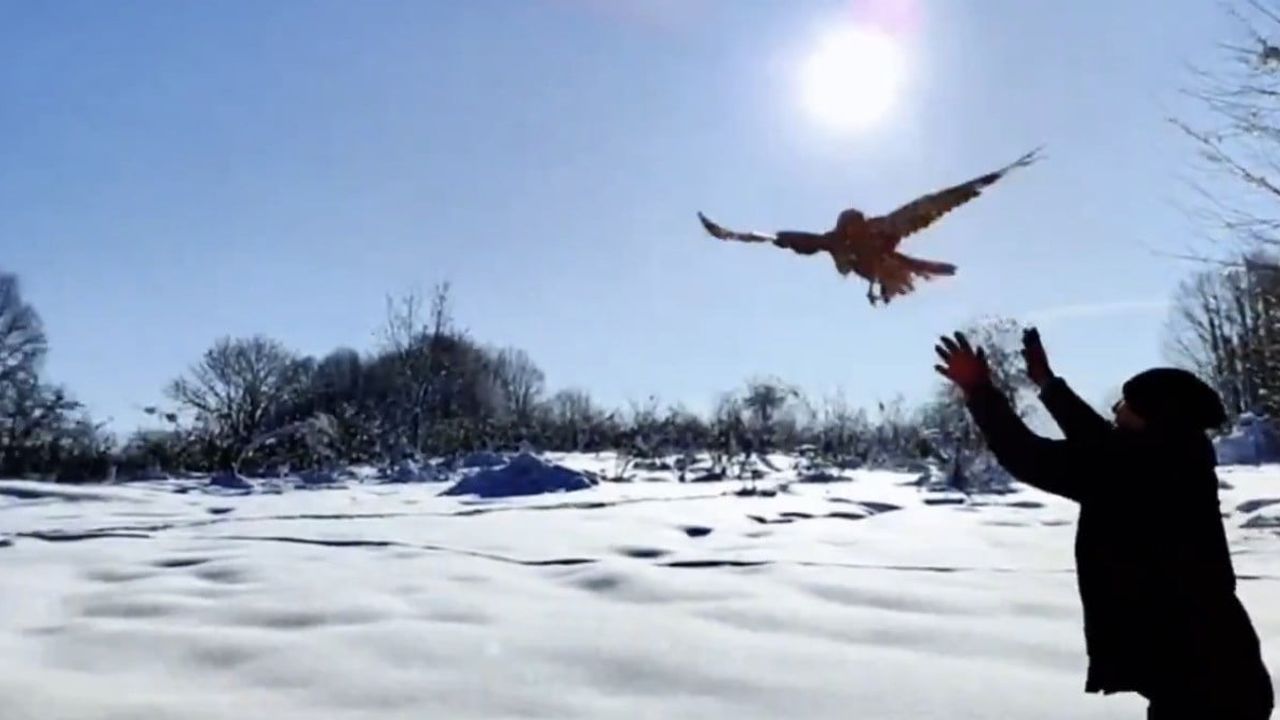 Düzce'de 211 Yaban Hayvanına Müdahale: 130'u Rehabilitasyon Sonrası Doğaya Bırakıldı