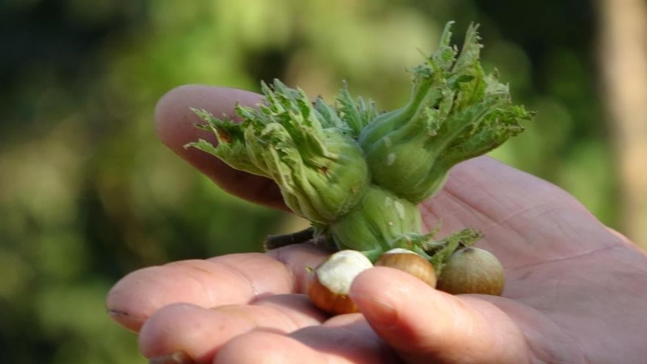 Düzce’de fındık ihracatı 2025'te 2024’ün gerisinde kaldı