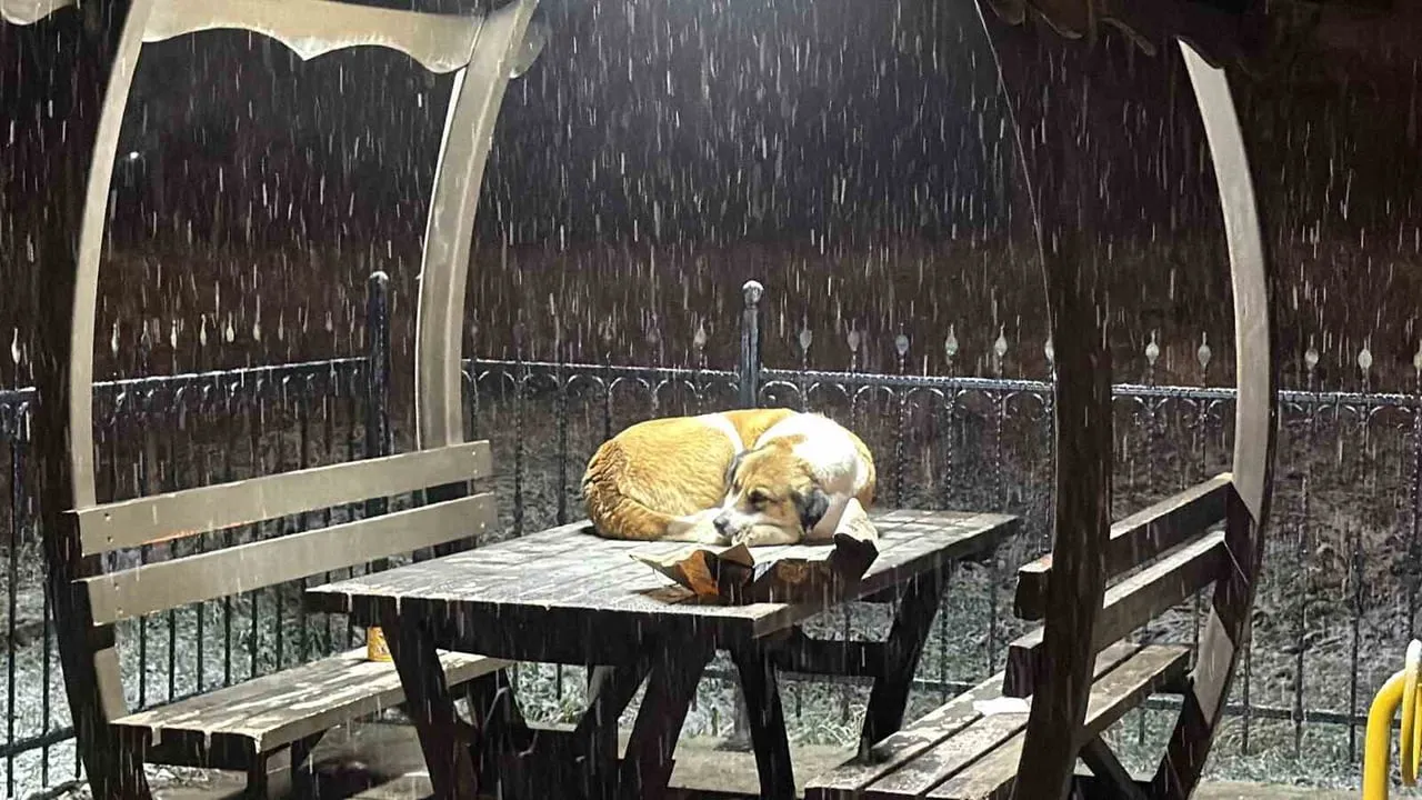 Düzce'de Gazeteciler Kar Altındaki Sokak Hayvanlarına Mama ve Su Dağıttı