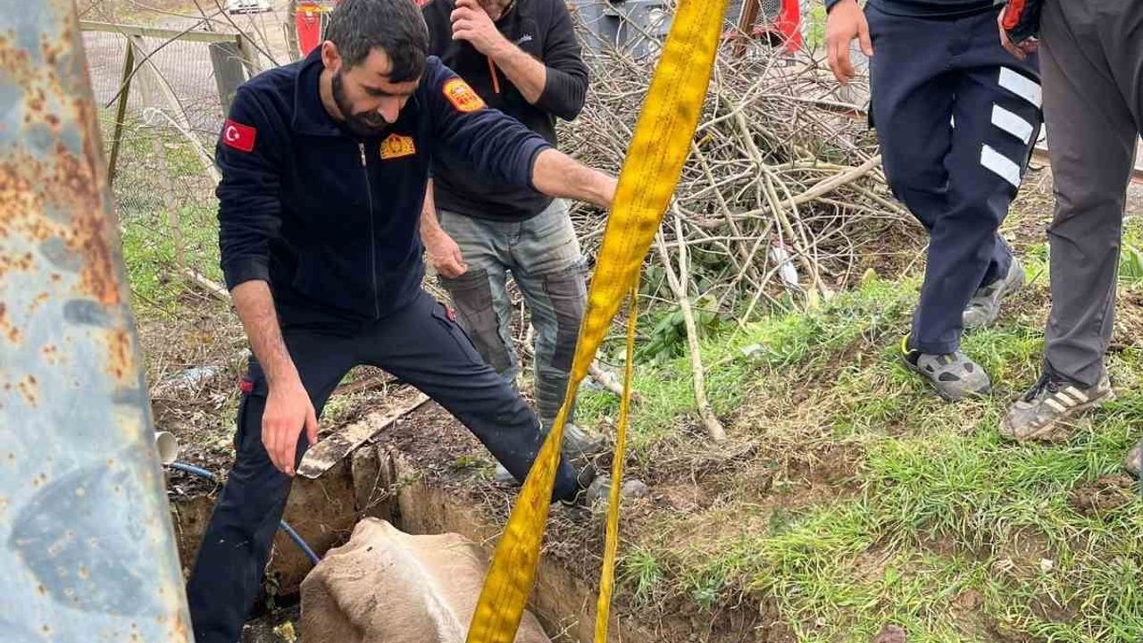 Düzce'de kuyuya düşen inek Cumayeri Belediyesi ekiplerince kurtarıldı