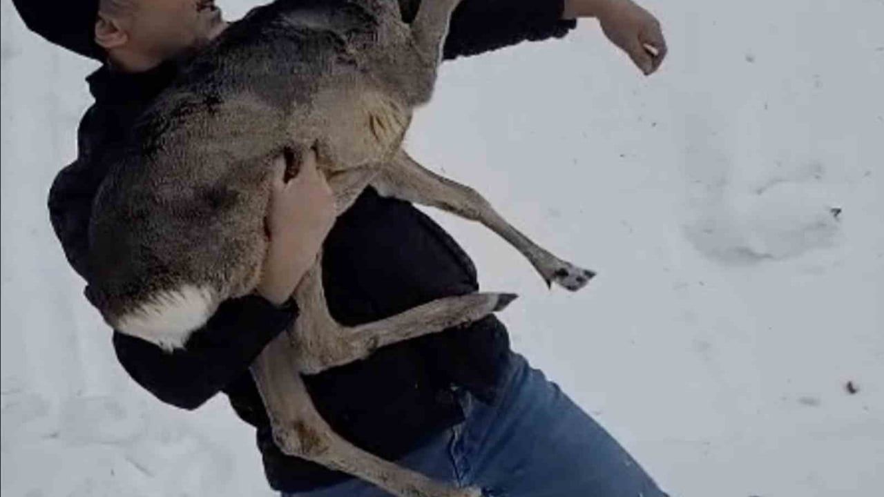 Düzce’de Yaralı Yavru Karaca Güzeldere Köyünde Koruma Altına Alındı