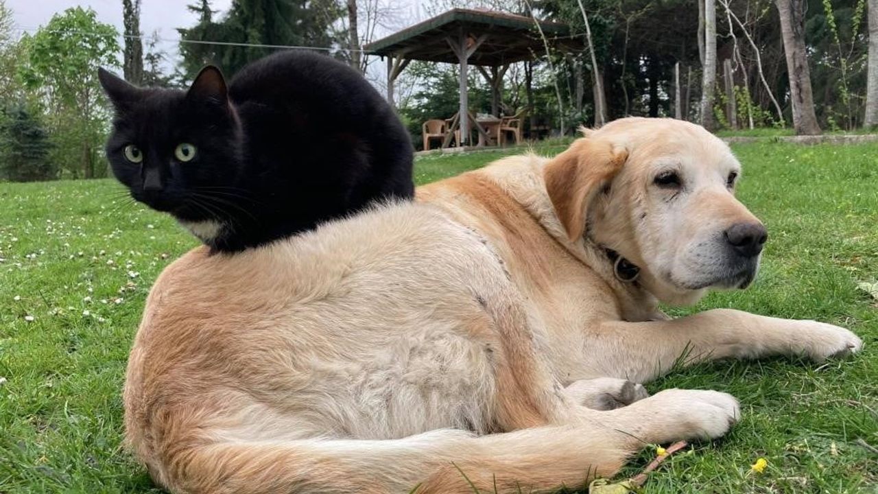 Düzce'den 10 ayda 1.574 ton 395 kilo kedi ve köpek maması ihracatı