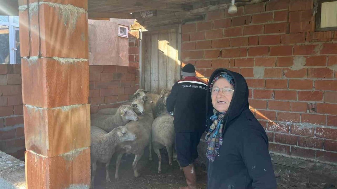 Edirne Esetçe'de aşılama sırasında doğan kuzu ekipleri sevindirdi