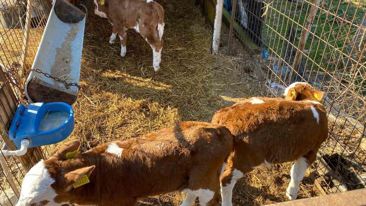 Edirne Orhaniye'de Nadiren Görülen Üçüz Buzağı Doğumu: İl Müdürlüğü Sağlık Takibini Sürdürüyor