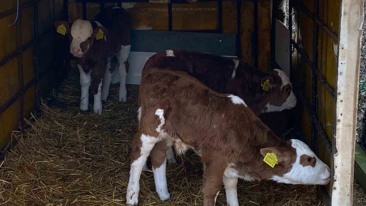Edirne Orhaniye'de üçüz buzağılara sağlık kontrolleri yapıldı; İl Müdürü İslam Köse altın taktı