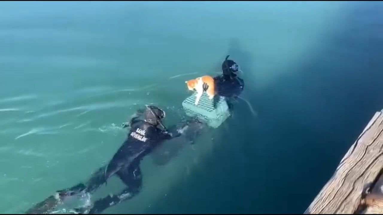 Edremit’te iskeleden mahsur kalan kedi Sahil Güvenlik balık adamları tarafından kurtarıldı