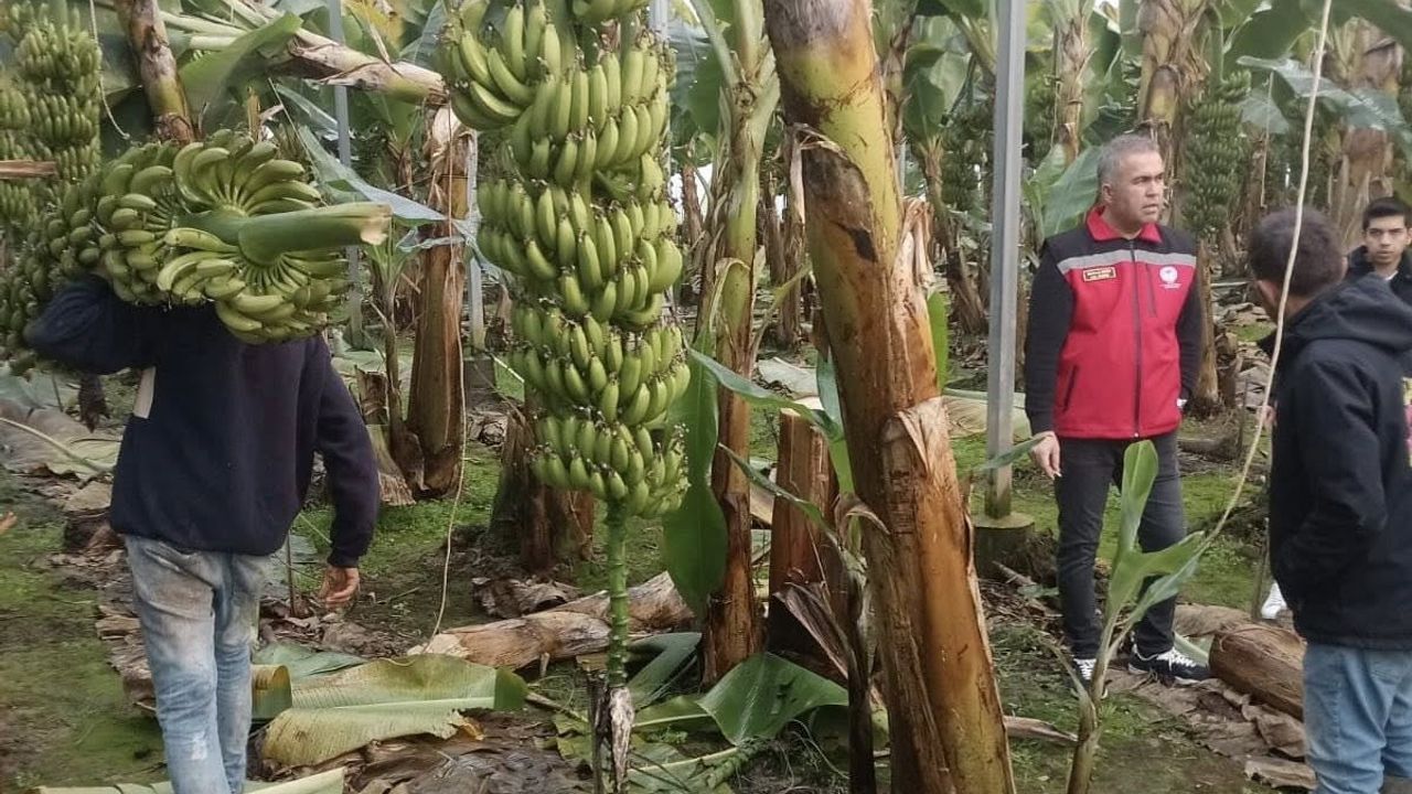 Efeler Dalama'da 4 dekarlık muz bahçesinde hasat başladı