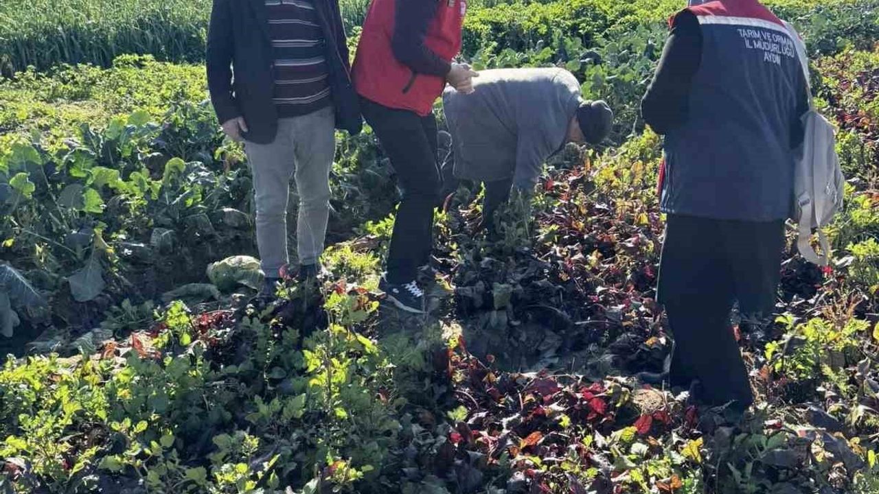 Efeler Tarım Müdürlüğü Baltaköy'de kimyasalsız kışlık sebze üretimini yerinde inceledi