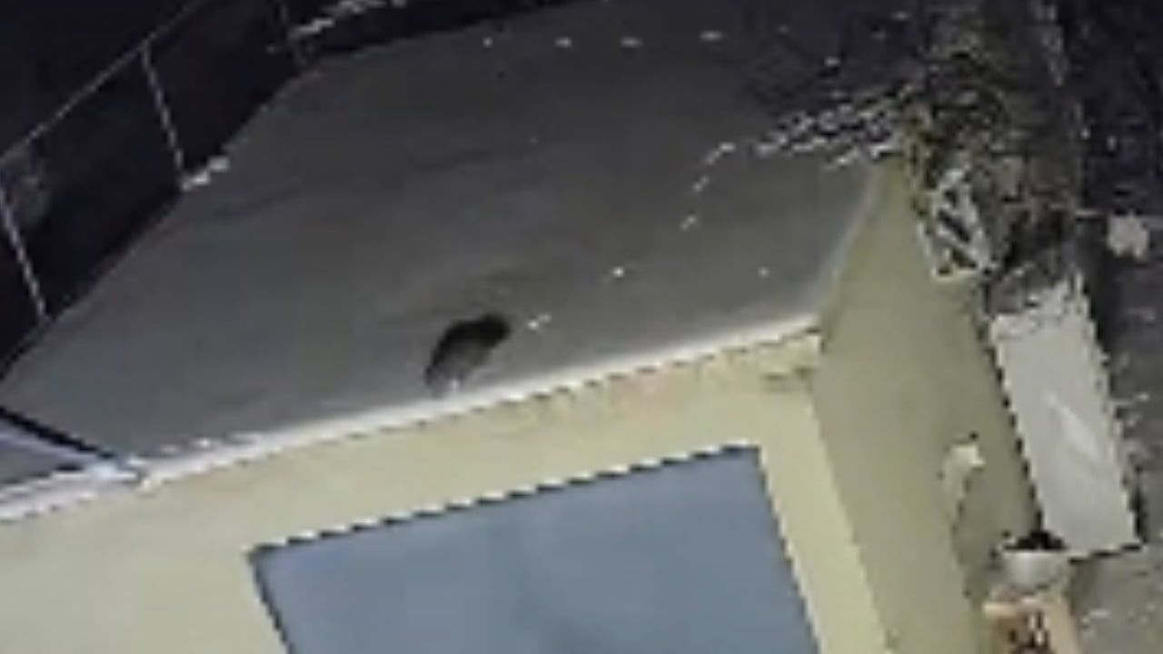 Elazığ Baskil'de nesli tükenme tehlikesi altındaki sansar güvenlik kamerasına yansıdı