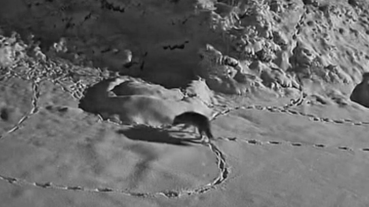 Elazığ'da aç kalan kurt Kurtdere mezrasına indi; anlar güvenlik kameralarına yansıdı