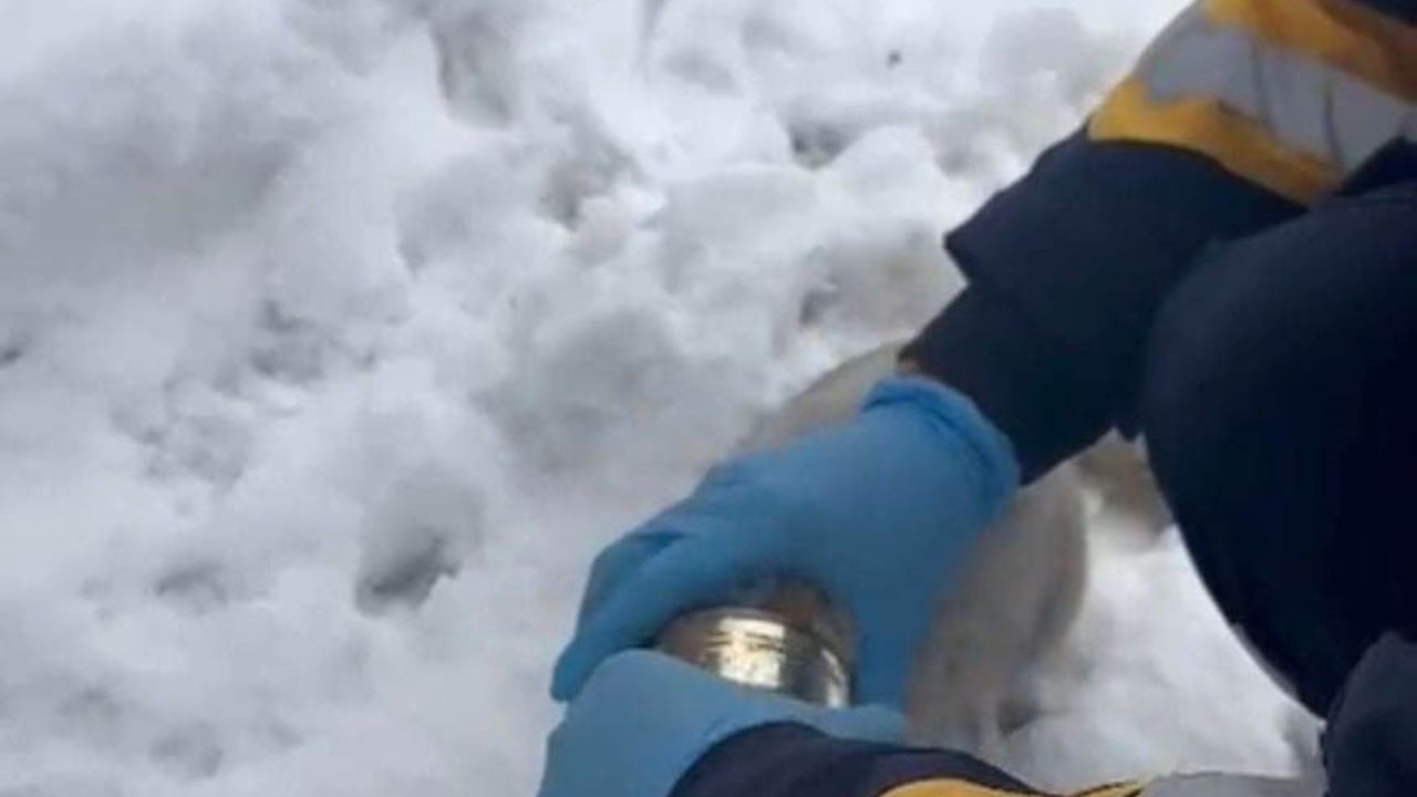 Elazığ'da başına konserve sıkışan kedi sağlık ekiplerince kurtarıldı