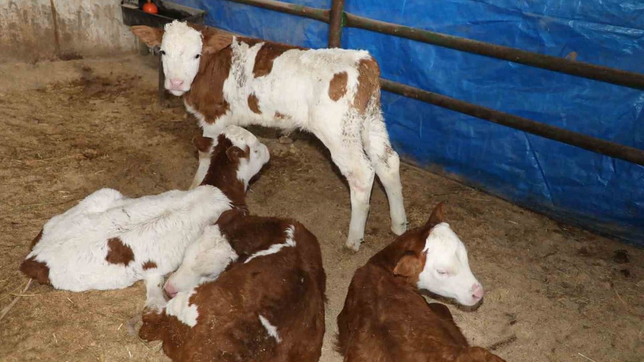 Elazığ'da deprem sonrası hayvancılık altyapısı yerinde denetlendi
