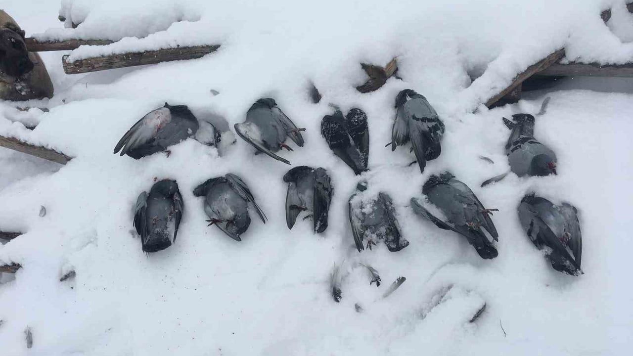 Elazığ'da eksi 13°C: Salkaya Köyünde Onlarca Güvercin Donarak Telef Oldu