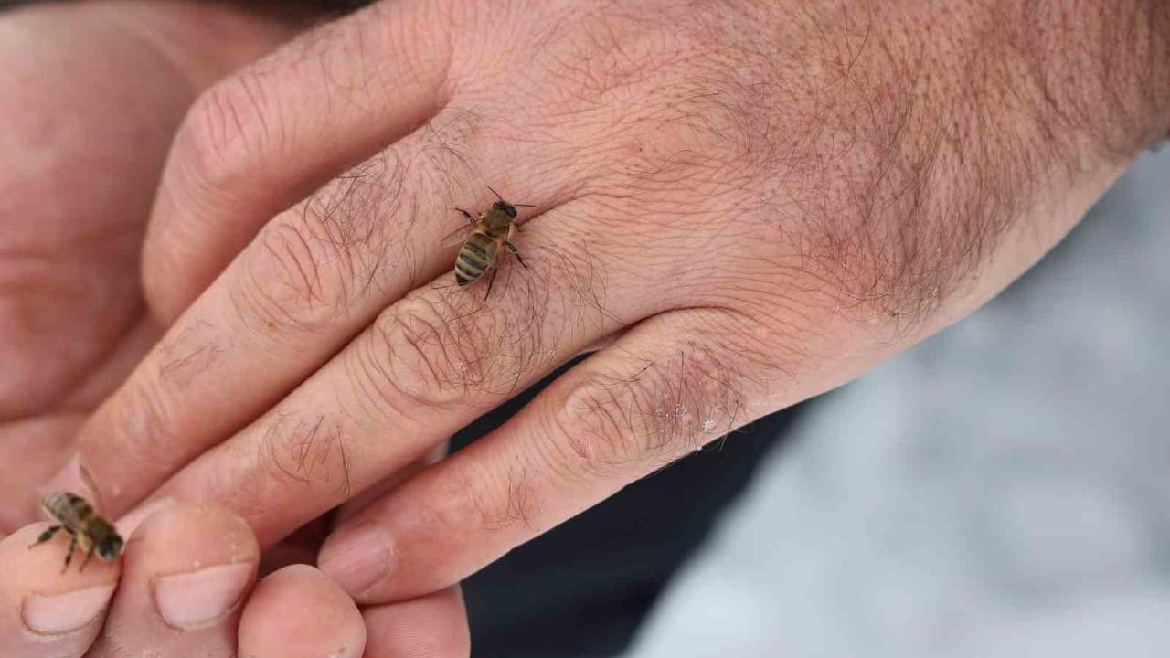 Elazığ'da kar ve dengeli sıcaklık arı kolonilerini korudu: Arıcılar sezondan umutlu