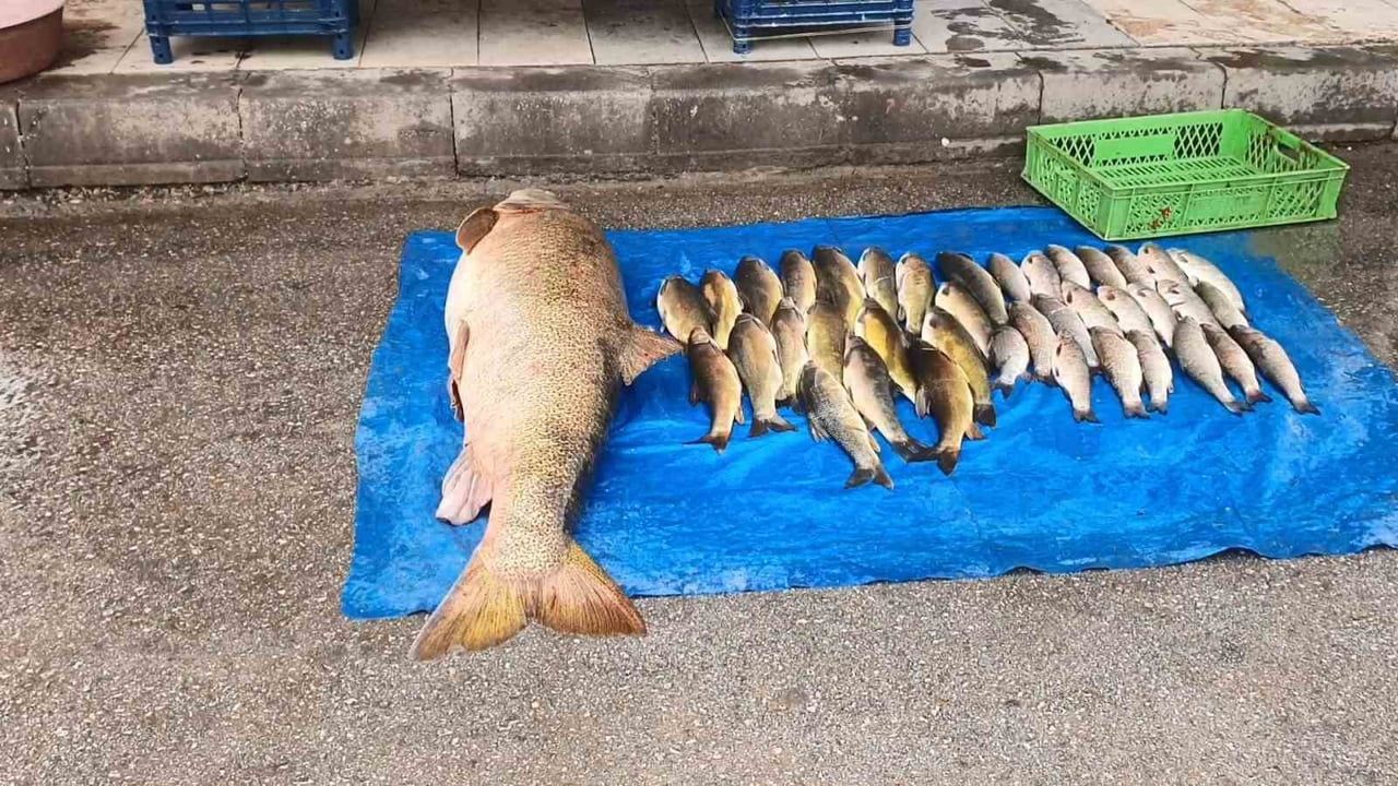 Elazığ'da Murat Nehri'nde 52 kg turna yakalandı — Et kilosu 500 TL'den satışa sunuldu