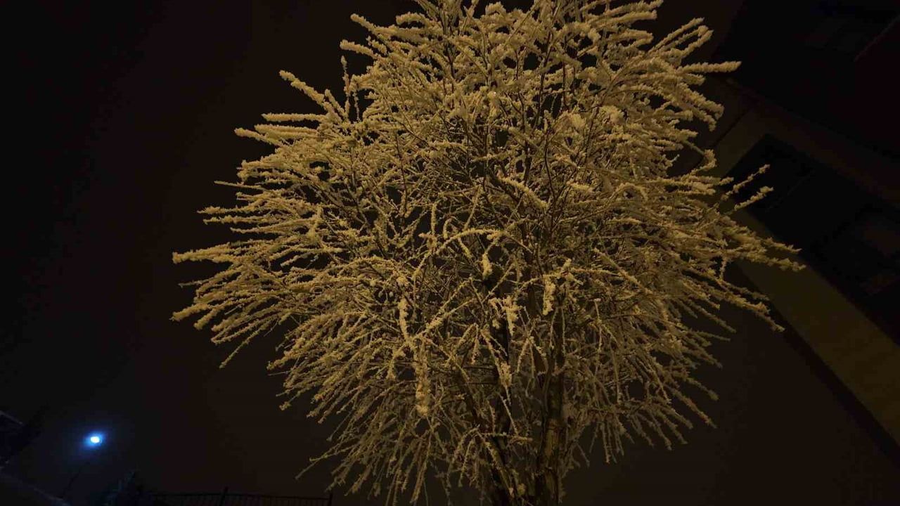 Elazığ'da sis ve don etkisi: Ağaçlar kırağıyla kaplandı