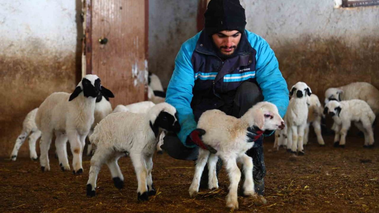 Elazığ'da soğuk hava erken kuzulamayı tetikledi; besiciler yoğun mesai yapıyor