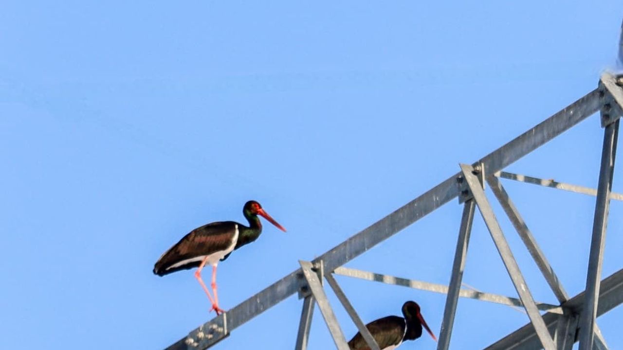 Elazığ’ın Karakoçan ilçesinde göç etmeyi unutan iki kara leylek fotoğraflandı