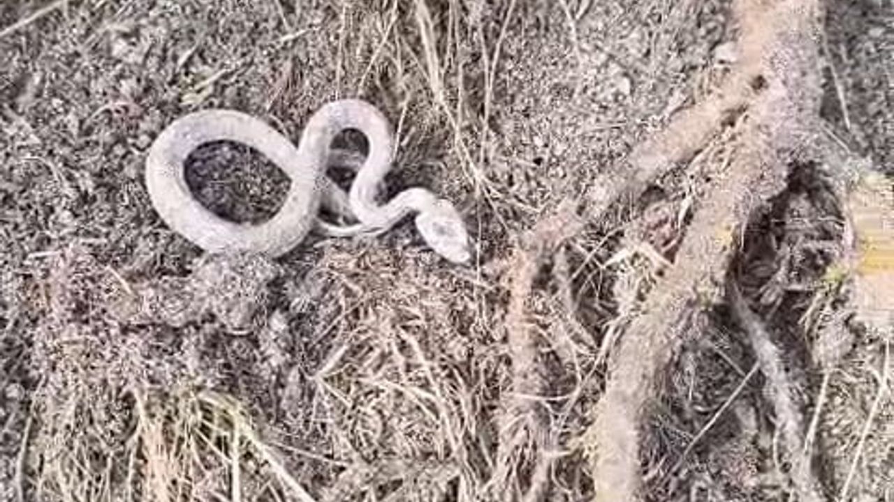 Elazığ Palu'da kış uykusuna yatmayan yılan Köklüce'de görüntülendi