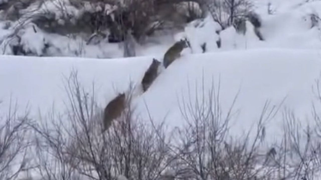 Elazığ Tarlatepe Mezrasında Yiyecek Arayan Kurt Sürüsü Vatandaşın Kamerasına Yansıdı