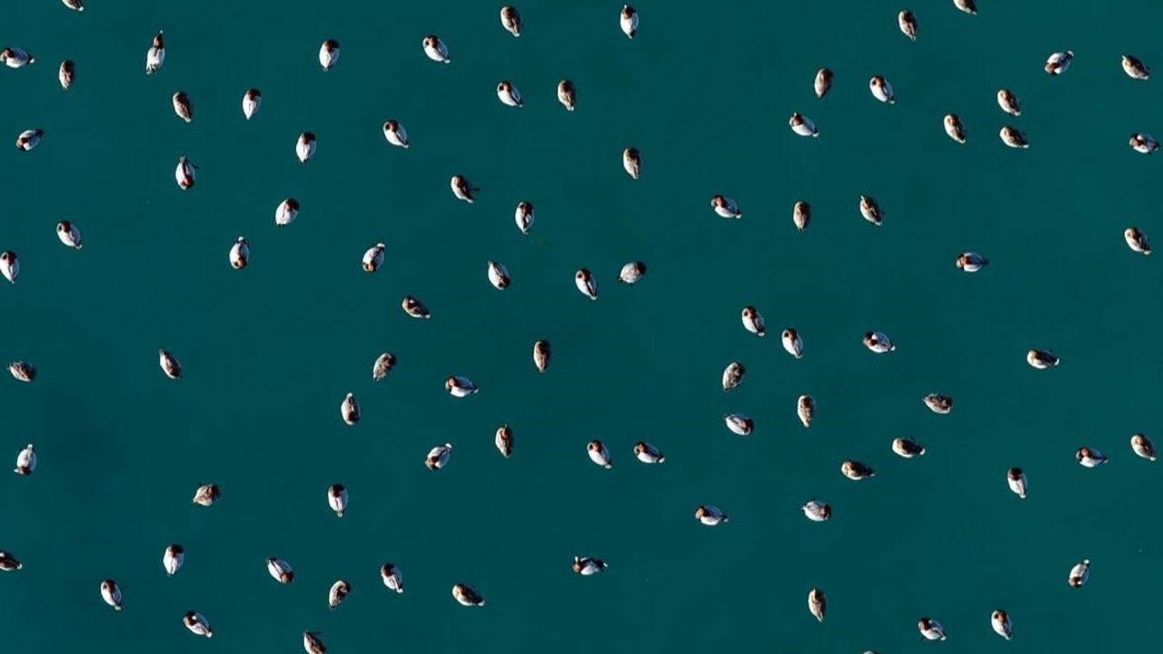 Elmabaş Patka Ördekleri Salda Gölü'nde Göç Döneminde Havadan Görüntülendi